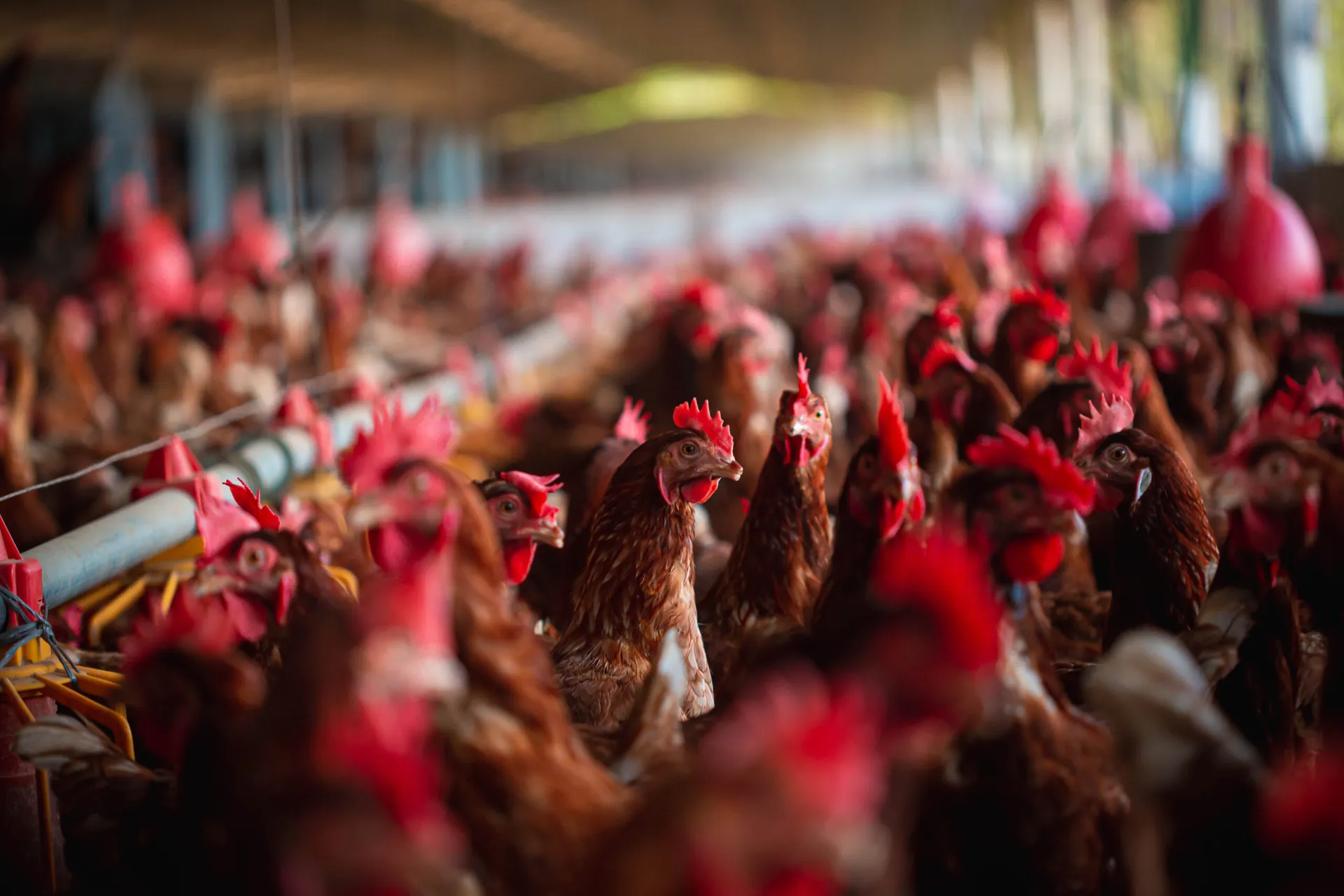 gallina galpon avicultura alimentos concentrados espartaco