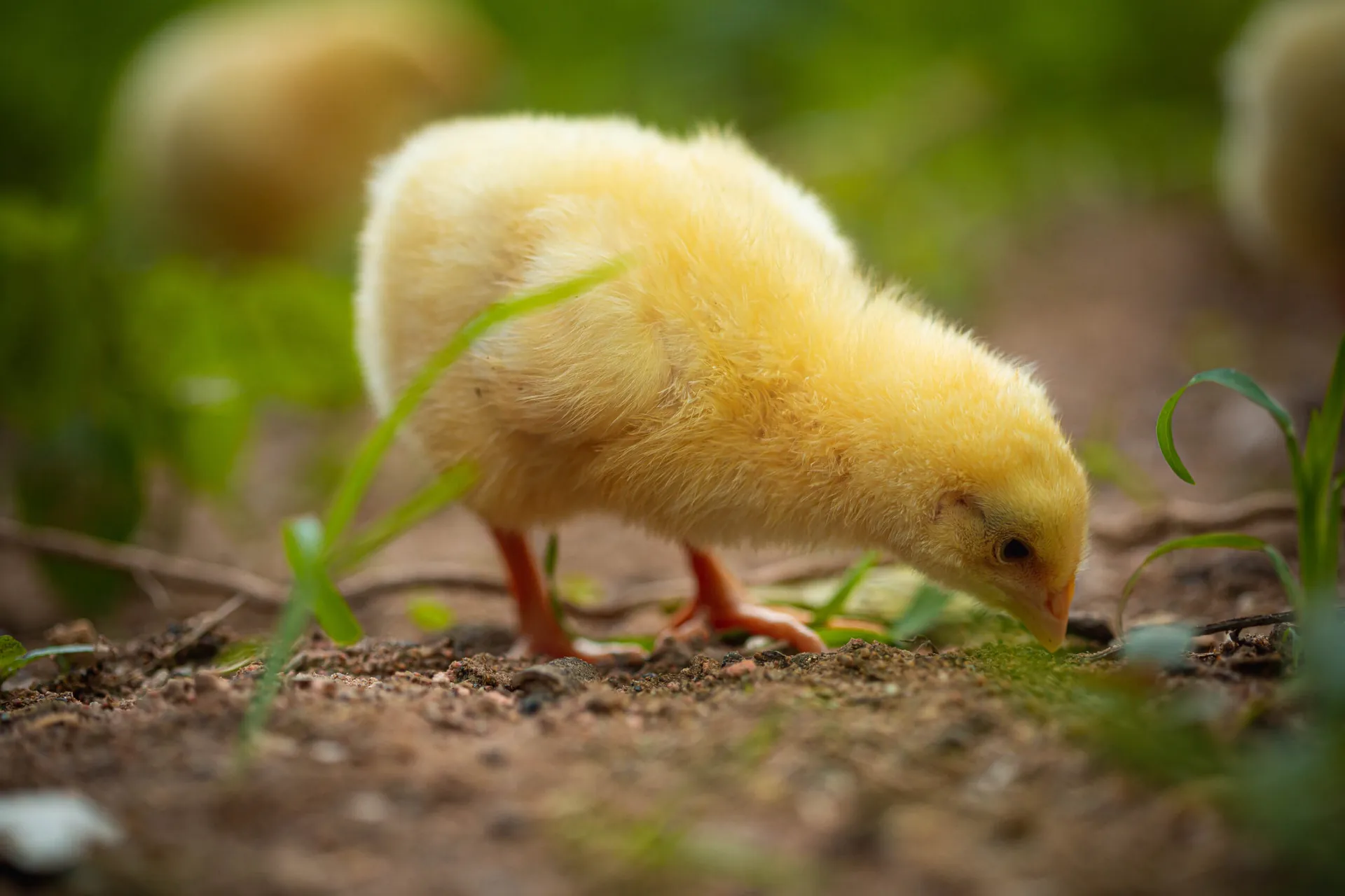 Pollito picoteando en el campo