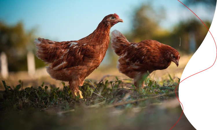 Gallinas ponedoras en el campo