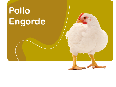 carrusel-pollo-engorde